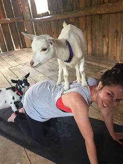 The Goat Yoga Craze Hits Greenville Craigslist Farm Prepare For Udderly Fun