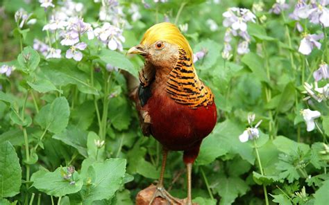 Order from batten home today & receive 10% off w/ email newsletter signup!. golden, Pheasant, Bird, Colorful, Gold, 25 Wallpapers HD ...
