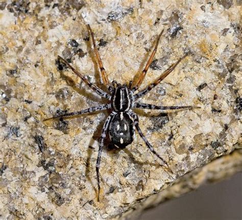 Black Spider With Yellow Spots