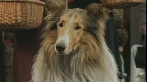 lassie 2005 imdb