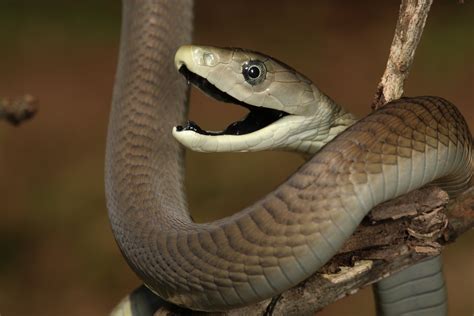 What You Should Know About The Infamous Yet Fascinating Black Mamba