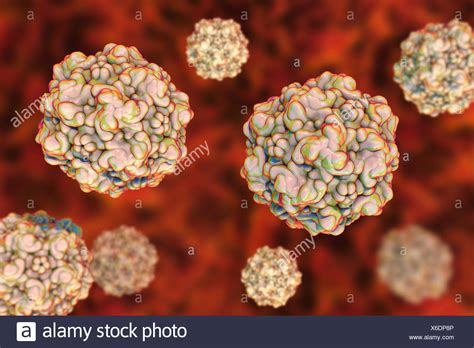Parvovirus Stock Photos & Parvovirus Stock Images - Alamy