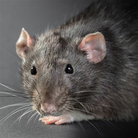 Based in greenford, west london, avid pest control are a premier bird and pest solutions company. Pest Control Enfield, Tottenham N15 & N17, Edmonton N9 ...