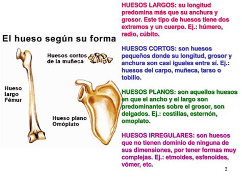 Ppt Los Huesos Del Cuerpo Humano Presentan Diferentes Funciones Como