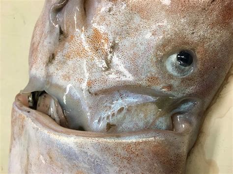 Miss cellania • sunday, june 23, 2019 at 10:50 pm. Rare blanket octopus added to museum collection - Florida ...