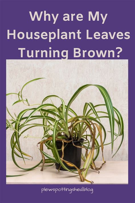 Why Are My Houseplant Leaves Turning Brown At The Tip House Plants