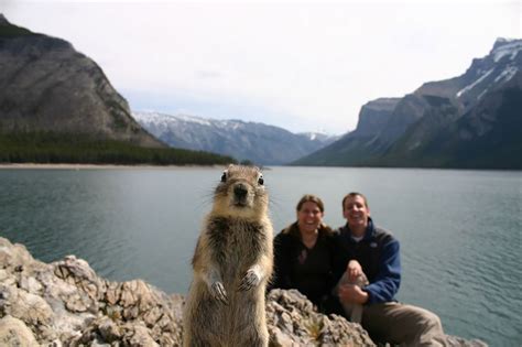 90 Of The Funniest Animal Photobombs Ever Bored Panda
