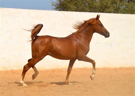 Zarrouk An Arabian Purebred Horse Ranch Djerba Zitouna