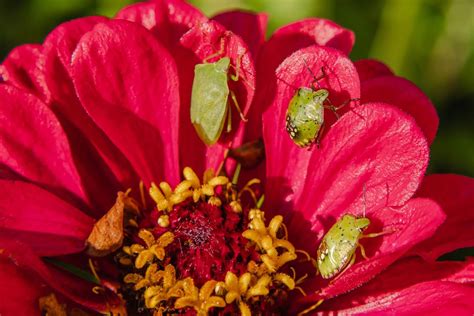 9 Widespread Zinnia Flower Pests And Ailments Top Organic Gardening