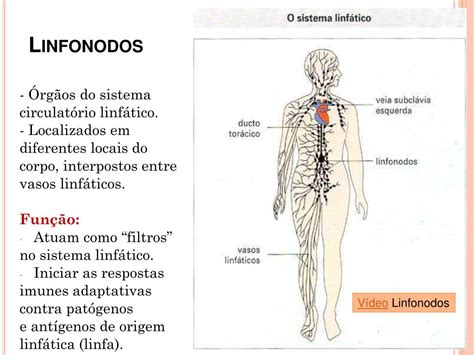 Qual A Função Dos Linfonodos