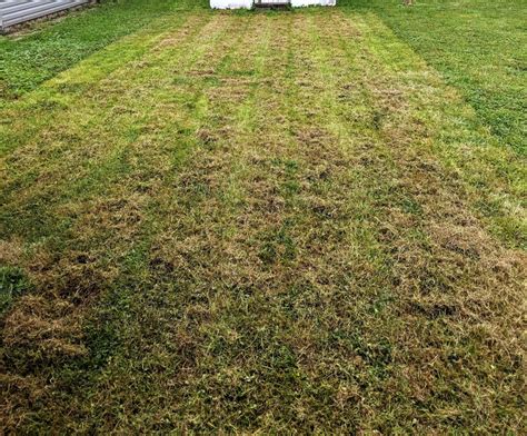 How To Dethatch Your Lawn Dengarden