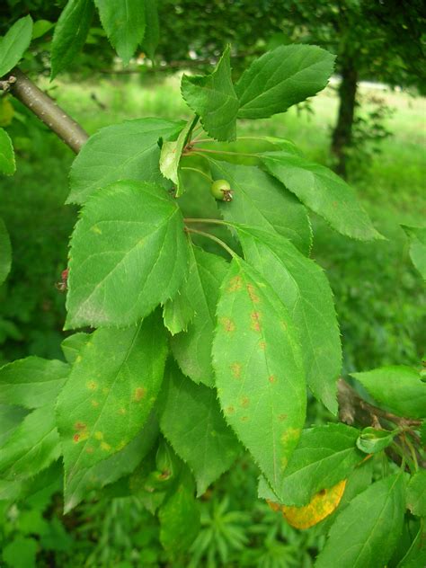 Crabapple Leaves