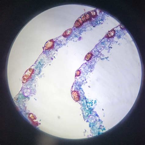 100pcs Advanced Botany Prepared Microscope Slides