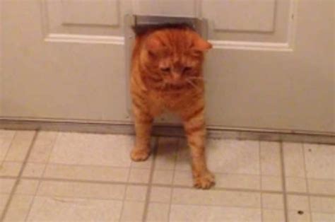 Video Real Life Garfield Is Too Fat For Catflap Daily Star