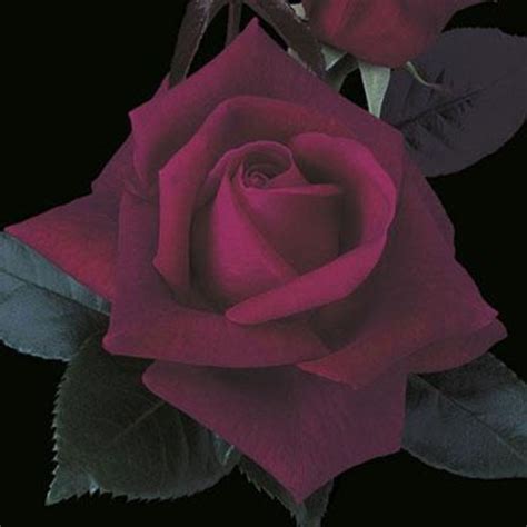 Rosa Lasting Love® Lasting Love® Rose Eberts Greenhouse