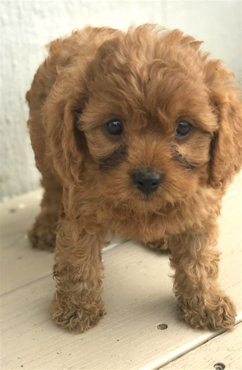 An added bonus is there sweet temperaments and fantastic. Della - Sweet Cavapoo Female Puppy in Gordonville, PA ...