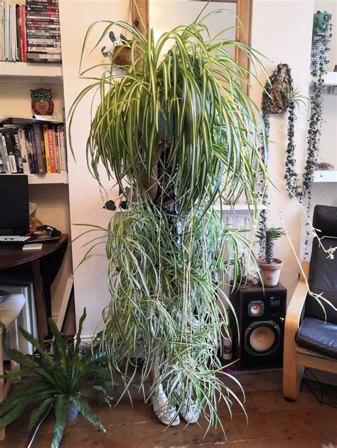They have big powerful mouthparts and can run. Episode 101: the spider plant aka Chlorophytum comosum ...