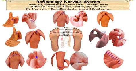 Reflexology Nervous System 12 Reflexes For Stronger Nervous System