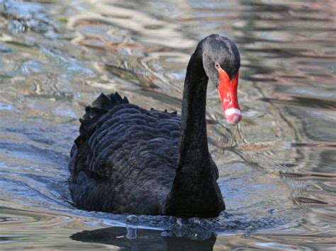 Black Swan The Life Of Animals