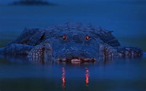 Free download Alligator Wallpaper Image Group 39 [2560x1600] for your