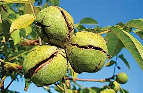 Nut Trees On Your Homestead Backwoods Home Magazine Growing Fruit