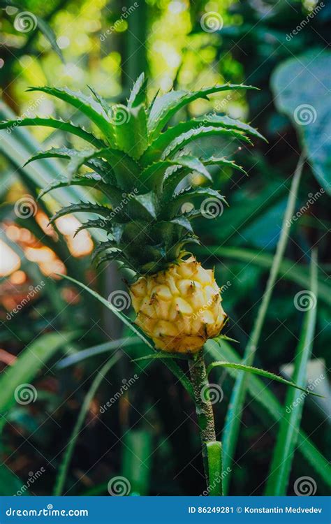 Small Pineapple Pineapple A Tropical Plant With An Edible Fruit