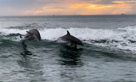 Encounters With Dolphins Encounters With Dolphins Groupon