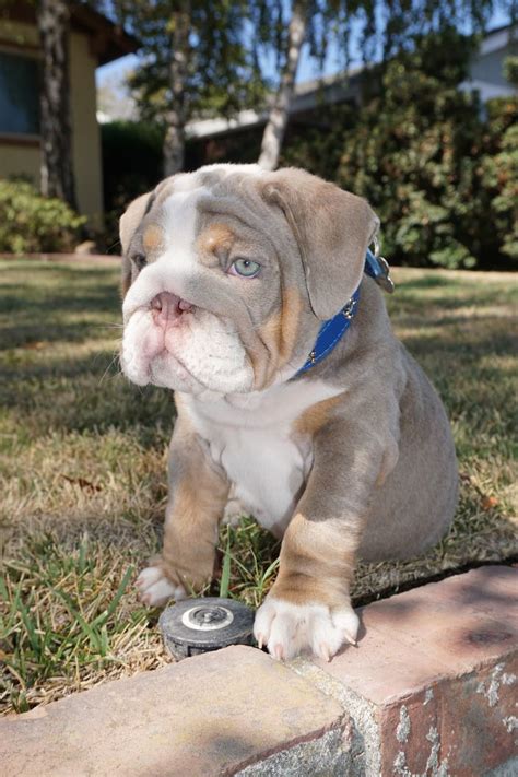 Buddy the olde english bulldog puppy in training with adrienne mesko. English Bulldog Rescue Northern California | Top Dog ...