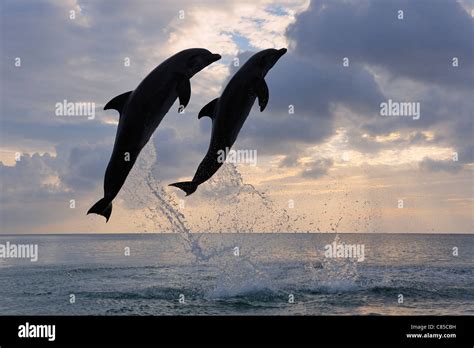 Common Bottlenose Dolphins Jumping In Sea At Sunset Roatan Bay