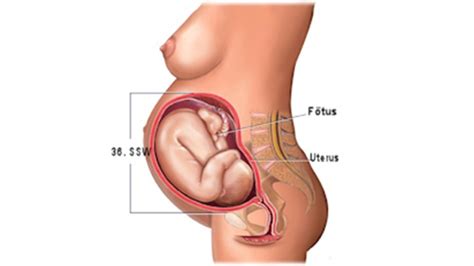 We did not find results for: Entwicklung vom Embryo zum Fötus: Grafiken, Bilder und ...