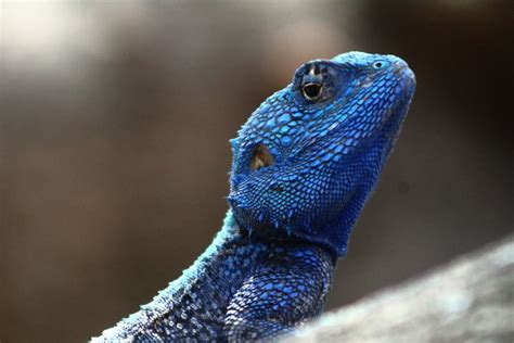 Are Iguanas Good Pets for Beginners?