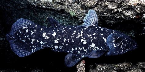 10 Interesting Facts About Coelacanths Worldatlas