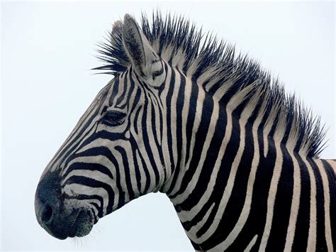Royalty Free Photo Portrait Of Zebra Pickpik