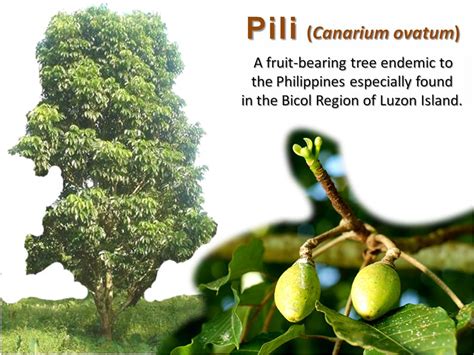 You get your elp certificate after an exam online designed by airmen for airmen. The Pili Nut of Bicol, Philippines: "In a nutshell, it's ...