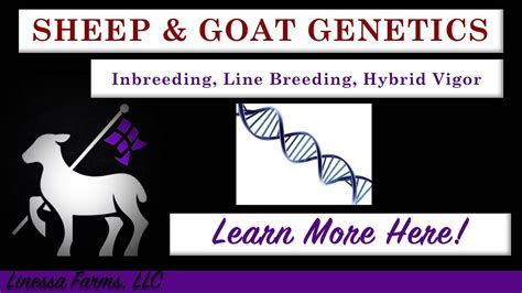 Sheep And Goat Genetics Inbreeding Line Breeding And Hybrid Vigor What You Need To Know