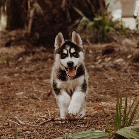 Looking for breeders outside the usa? Siberian Husky Puppies For Sale In Florida From Top Breeders