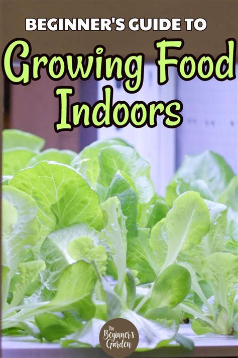 How To Grow Food Indoors In The Winter The Beginners Garden