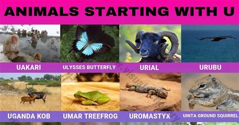 Animals that Start with U: 15+ Amazing Animals Starting with U - Visual