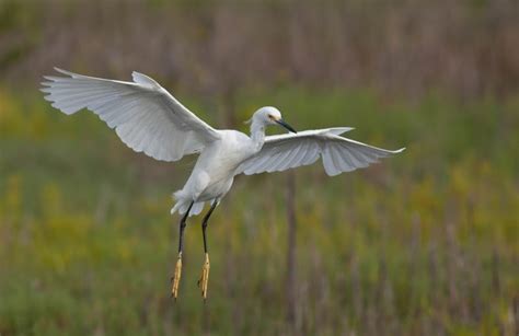 Identifying White Egrets And Herons