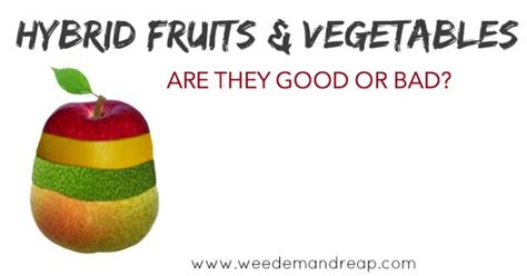 Hybrid Fruits And Vegetables Are They Good Or Bad