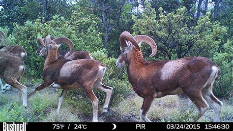 Herd Of Mouflon Sheep Running Past A Wildlife Camera Us Geological