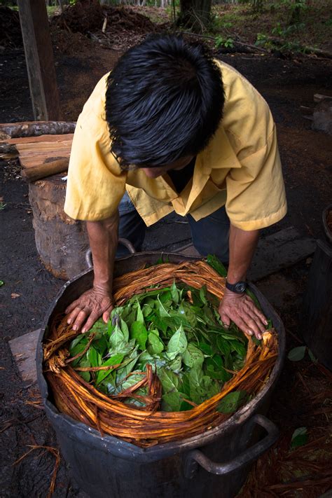 Ayahuasca is a powerfully psychedelic south american brew traditionally made from the b. Ayahuasca A Promising Treatment For Post-Traumatic Stress ...