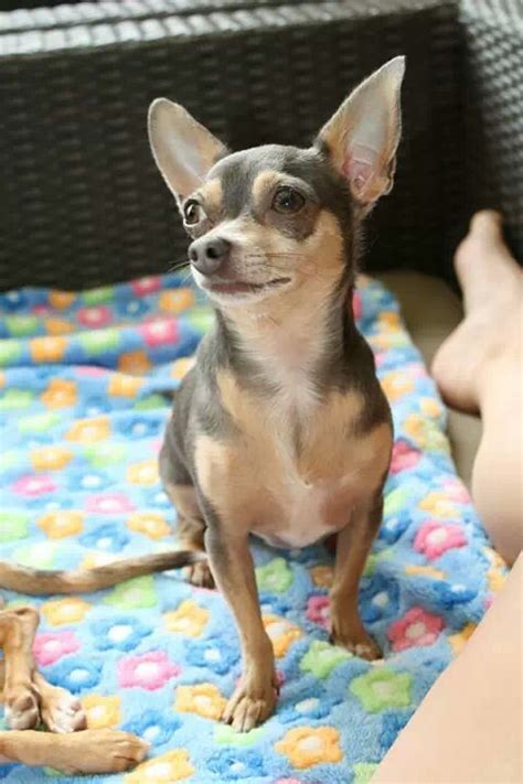 These playful french bulldog mix puppies are a cross between the frenchie and another dog breed. Flo Chihuahua/pincher mix | Chihuahua, Bulldog, French bulldog