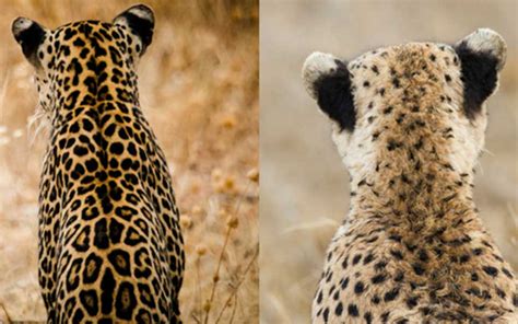 Learn About 120 Imagen Cheetah Vs Leopard Vs Jaguar In Tamil In