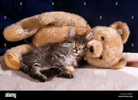 Norwegian Forest Cat Kitten Cuddling To A Teddy Bear Stock Photo Alamy