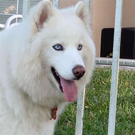 Husky Samoyed Mix Is A Friendly Loyal And Energetic Dogs I Petibble