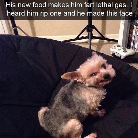 Memes For Dogs Funny Memes