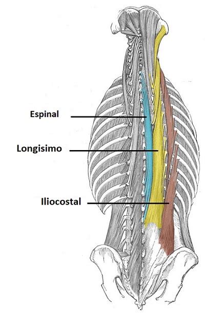 Anatomía De Los Músculos De La Espalda Musculación Total