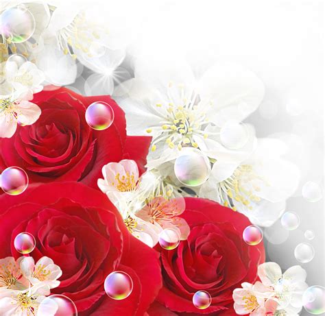 43 Red Roses With White Background