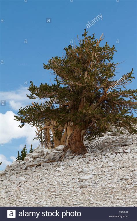 Ancient Bristlecone Pine Tree In The White Mountains Of California